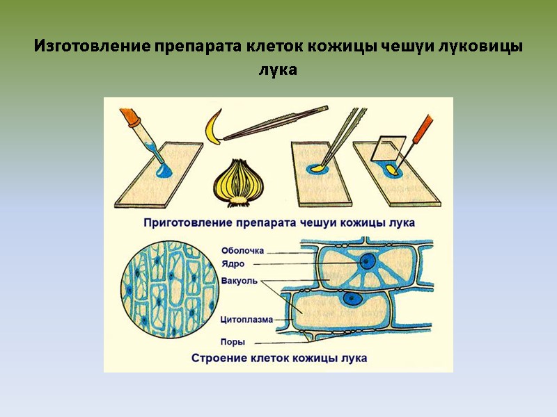Изготовление препарата клеток кожицы чешуи луковицы лука